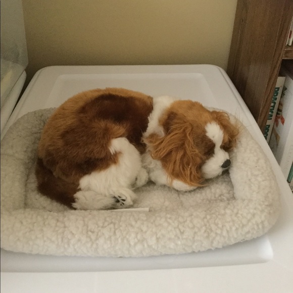 perfect petzzz cavalier king charles plush